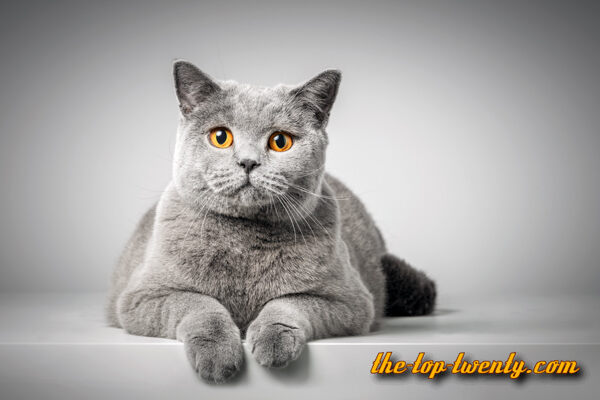 British Shorthair cat